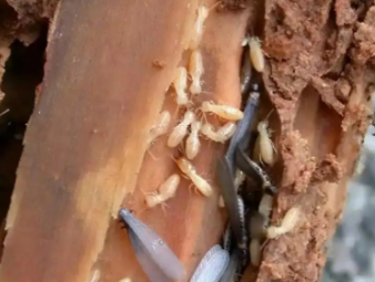 东乌珠穆沁白蚁防治公司分享家庭常态化防虫养护，打造长效无蚁宜居环境